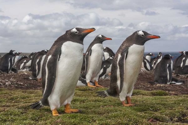 Falkland Islands, Bleaker Island Gentoo penguins